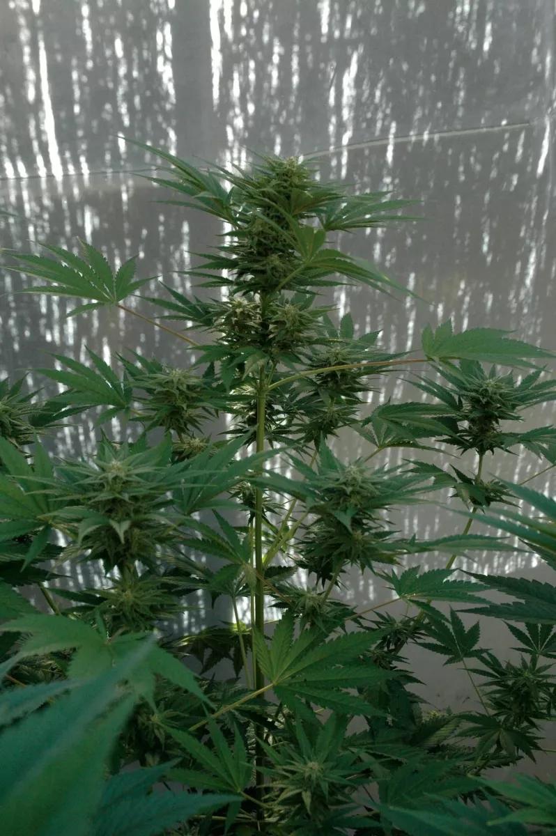 Cogollos de planta de marihuana.