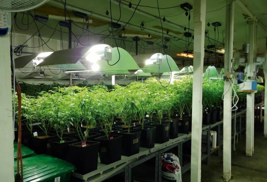 Sala de plantas madre