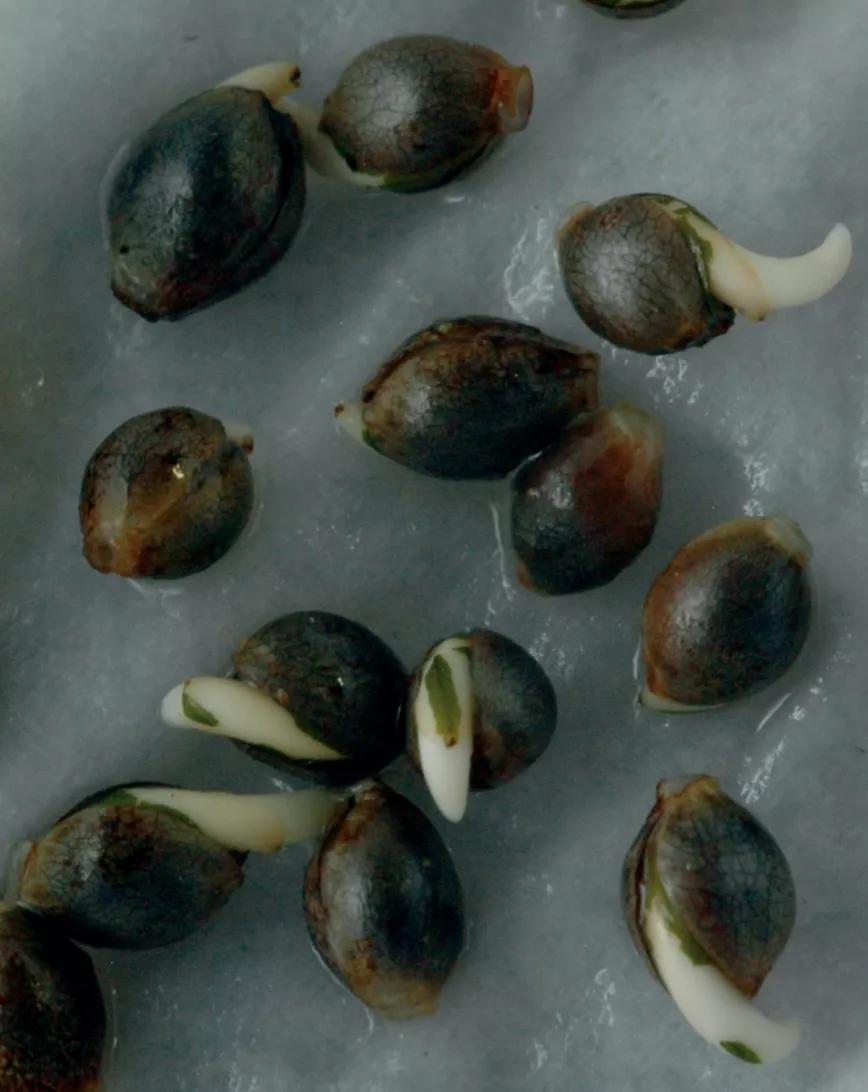 Semillas de cannabis brotando.