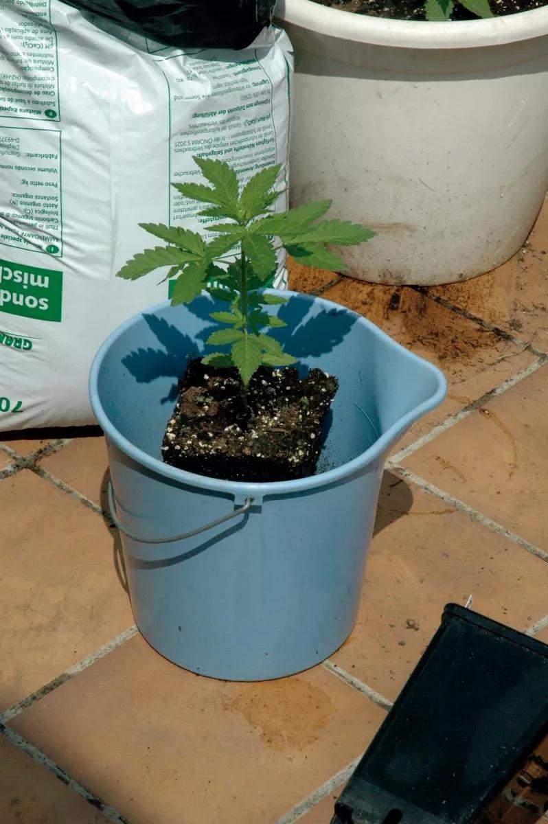 Proceso de transplante a una maceta