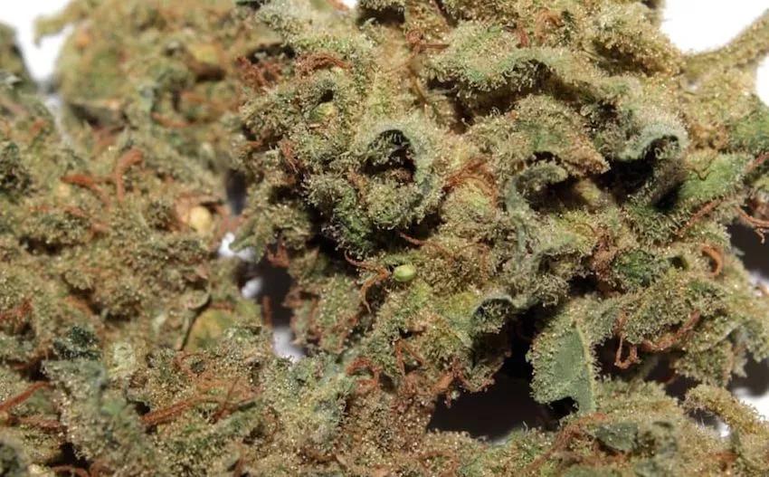 3 – Maple Leaf indica