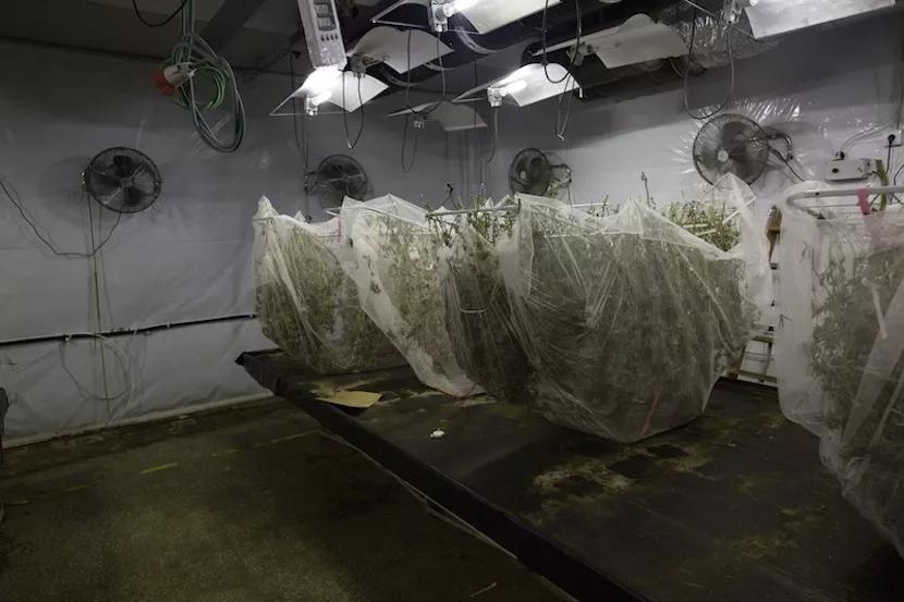 El mejor sistema para no perder ni una glándula de resina es meter los tendederos en los que se secan los cogollos dentro de una gran bolsa de malla fina