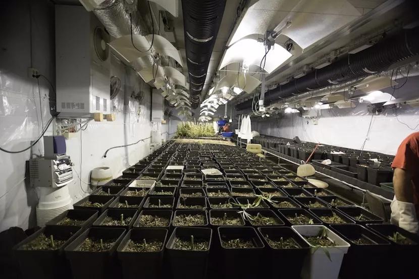 Tras la cosecha, toca deshacerse de una enorme cantidad de residuos, sobre todo, tierra.