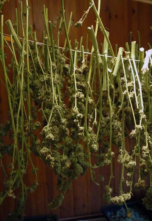 Una cuerda de pared a pared es el secadero más sencillo.