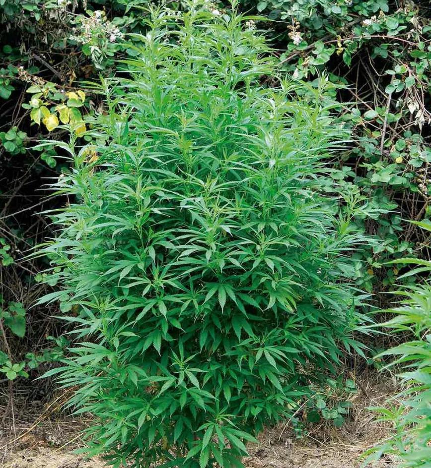 Si despuntas una planta, cambia a la forma redondeada de un arbusto.