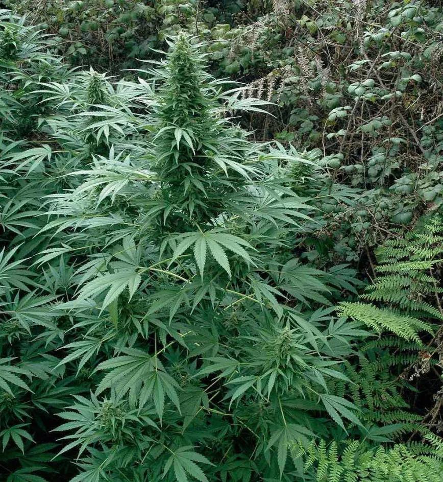 Crecimiento sin poda, forma natural de abeto.