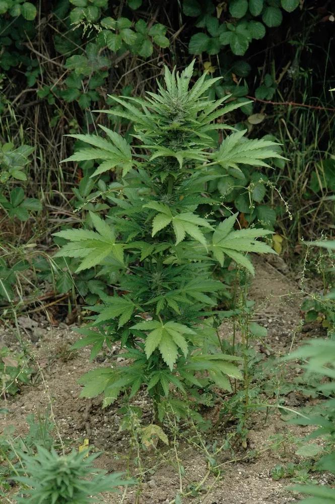 Las autoflorecientes permiten cosechar algunas plantas antes, mientras se espera a la cosecha principal