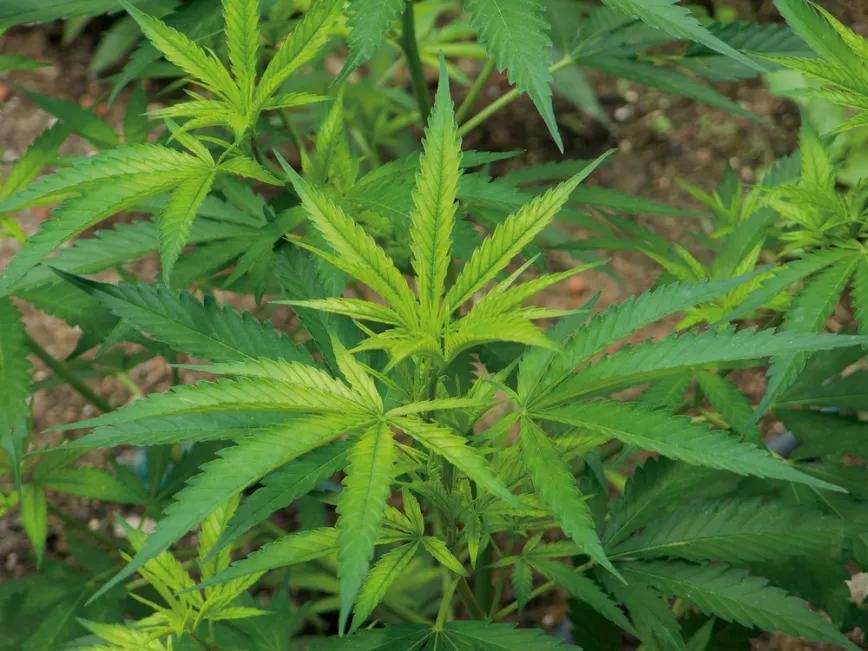 Carencia de nutrientes, probablemente hierro o azufre, por un pH demasiado alto.