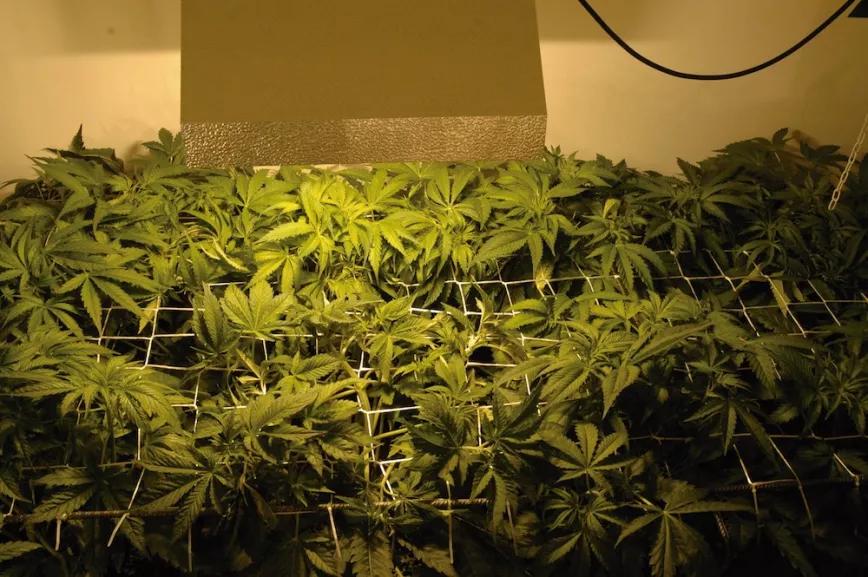 En este cultivo con sistema de enmallado screen of green solo se usan cuatro plantas por metro cuadrado