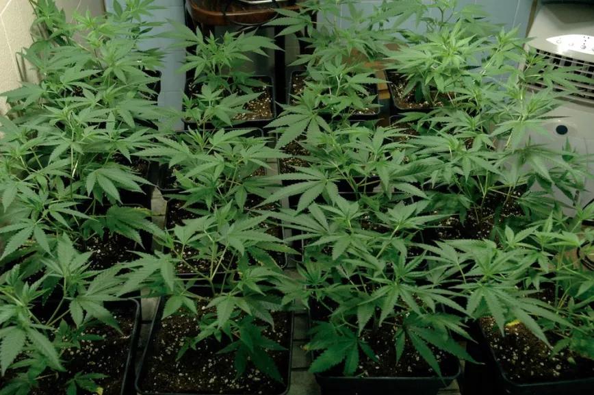 Todas las puntas principales de estas plantas han sido podadas y ya se observa cómo empiezan a brotar nuevas ramas