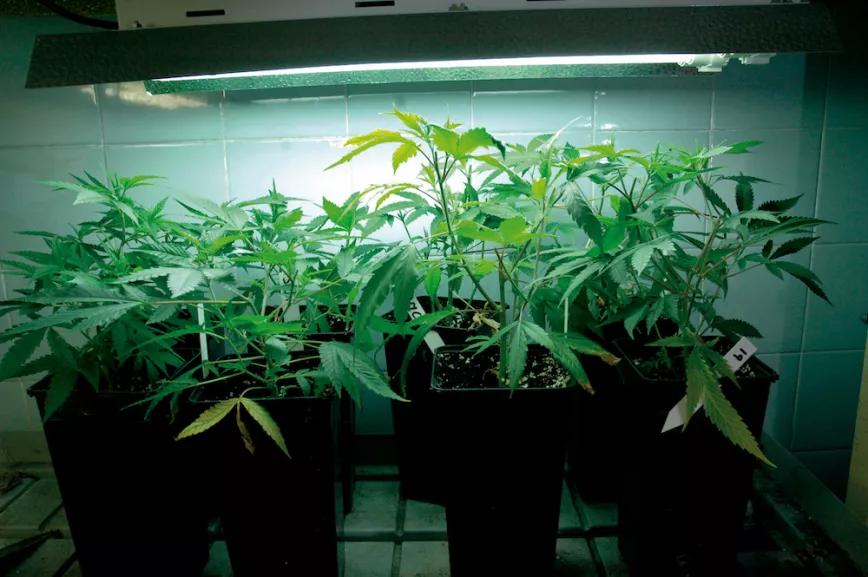 Si son pequeñas, las plantas crecen muy bien bajo fluorescentes