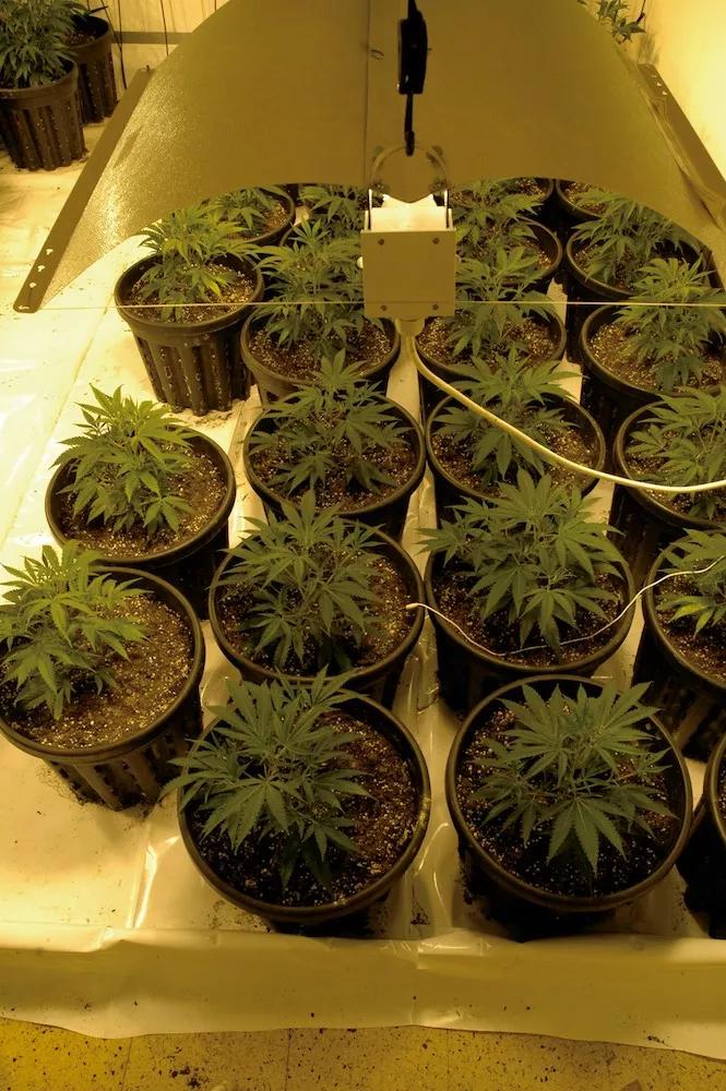 Durante la floración, las plantas pueden llegar a triplicar su tamaño, por eso deben empezar a florecer relativamente pequeñas