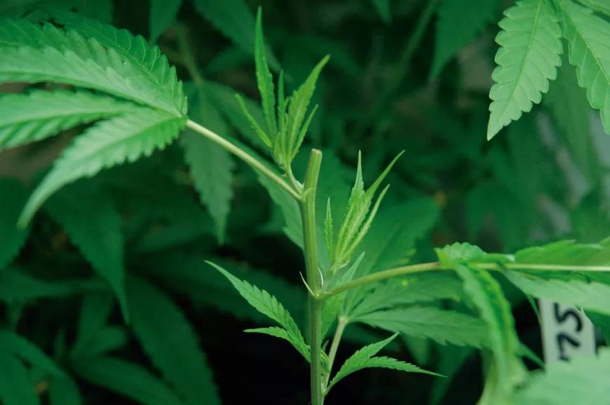 La poda de la punta genera que los brotes inferiores se desarrollen y la planta se ramifique más