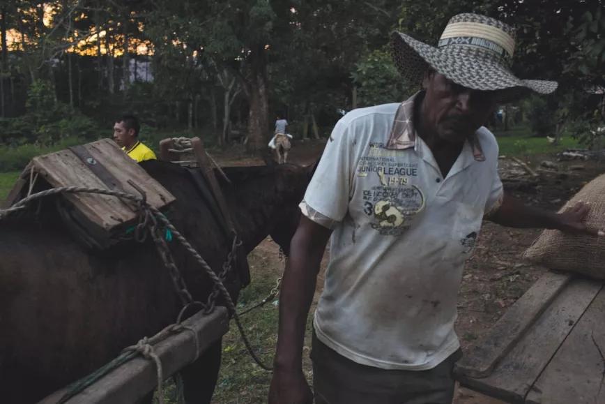 Alcide carga sacos de cacao para transportarlos desde Archia a Unghia, donde serán embarcados hacia Turbo, Antioquia, con destino a los mercados nacionales e internacionales