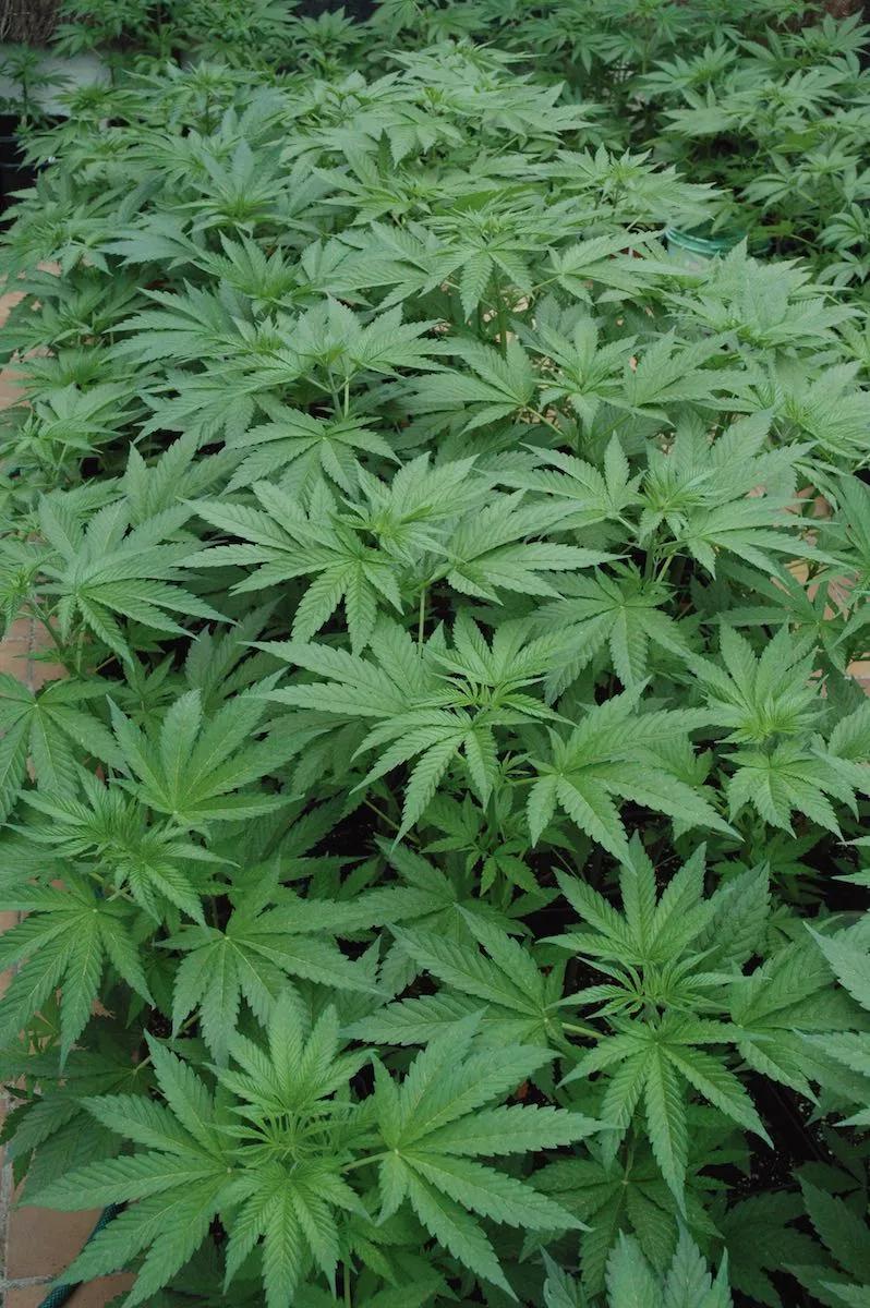 Antes de empezar a florecer, en pleno crecimiento