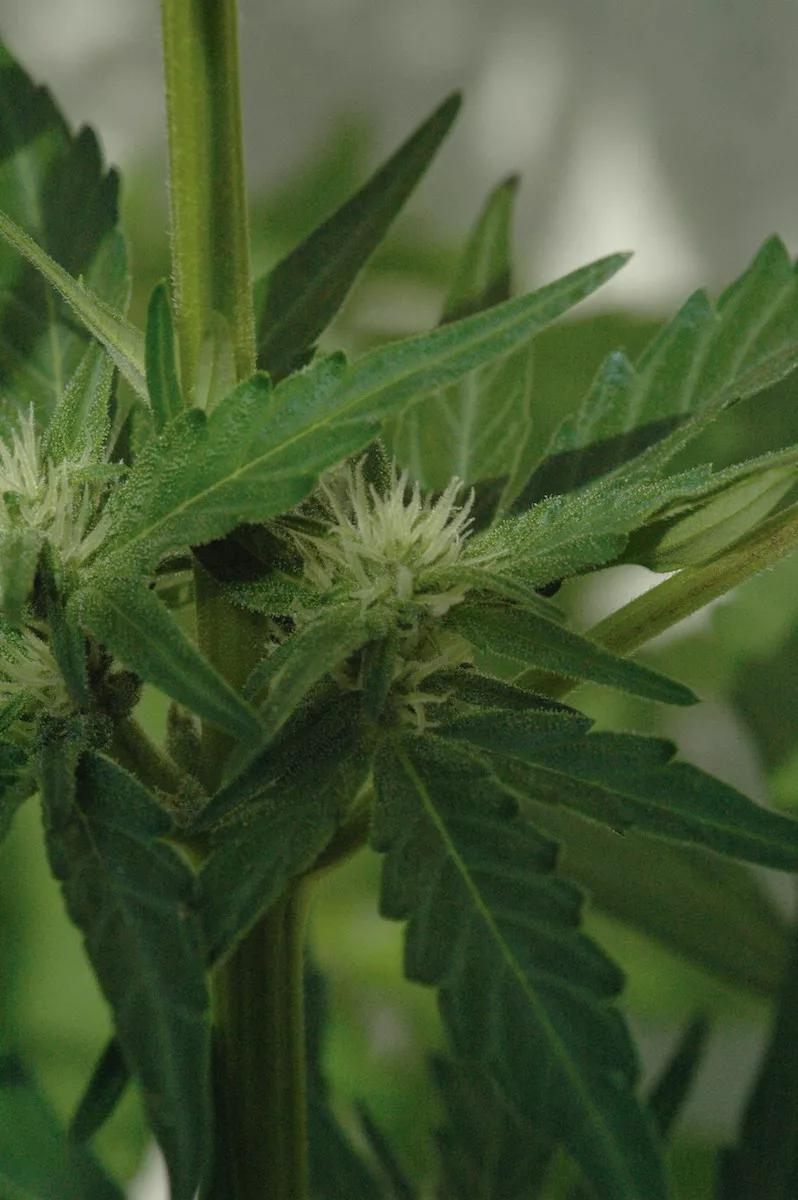 Un cogollito de flores hembra