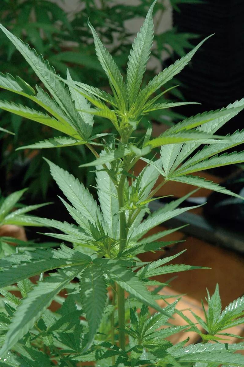 A punto de empezar a florecer