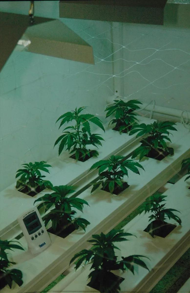 Nutrient Film Technique: fantástico si todo iba bien, pero siempre fallaba algo