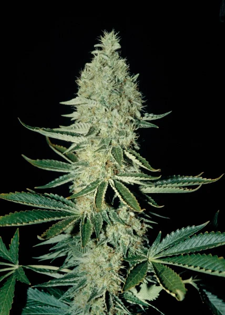 Nada engancha tanto al cultivo como un buen cogollazo