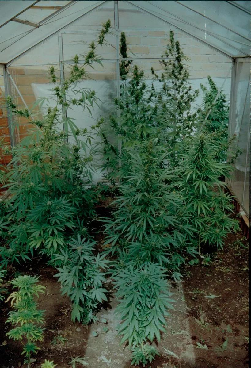 Un bello invernadero particular con genéticas diversas