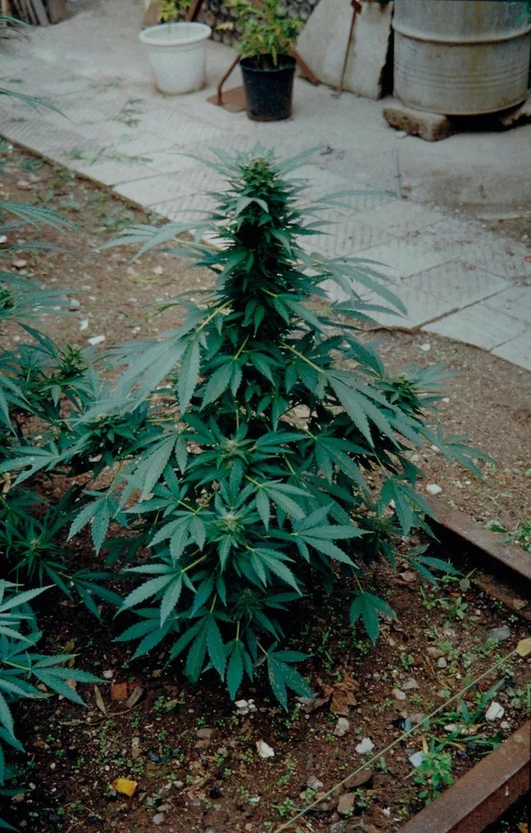 Era una índica de Sensi pero no recuerdo cuál