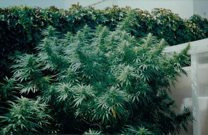 La cosecha de este sativón fue de más de un kilo