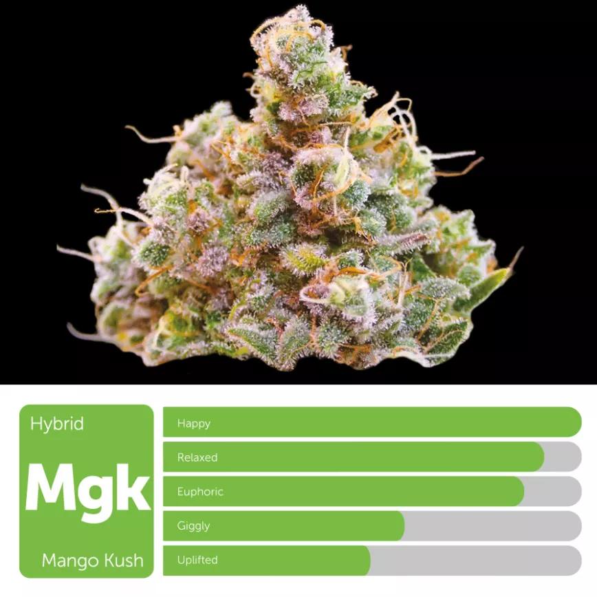 Mango Kush: Híbrida que sabe como un buen zumo de mango recién exprimido en una mañana de domingo.