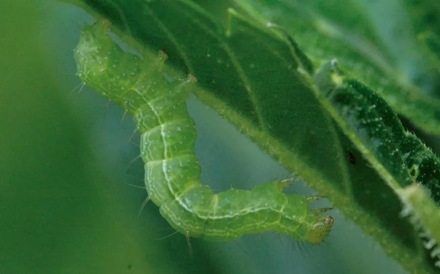 La terrible oruga devoradora de cogollos