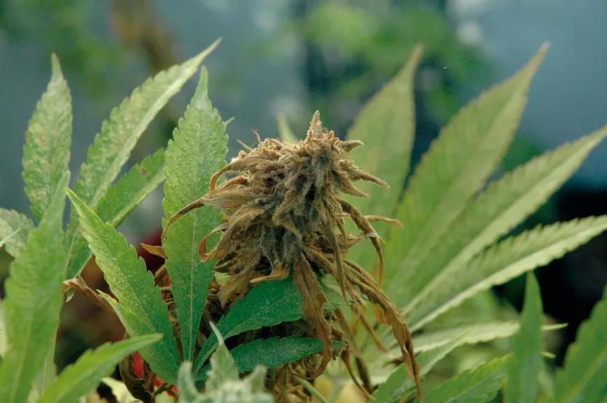 Botritis: el mal del cogollo