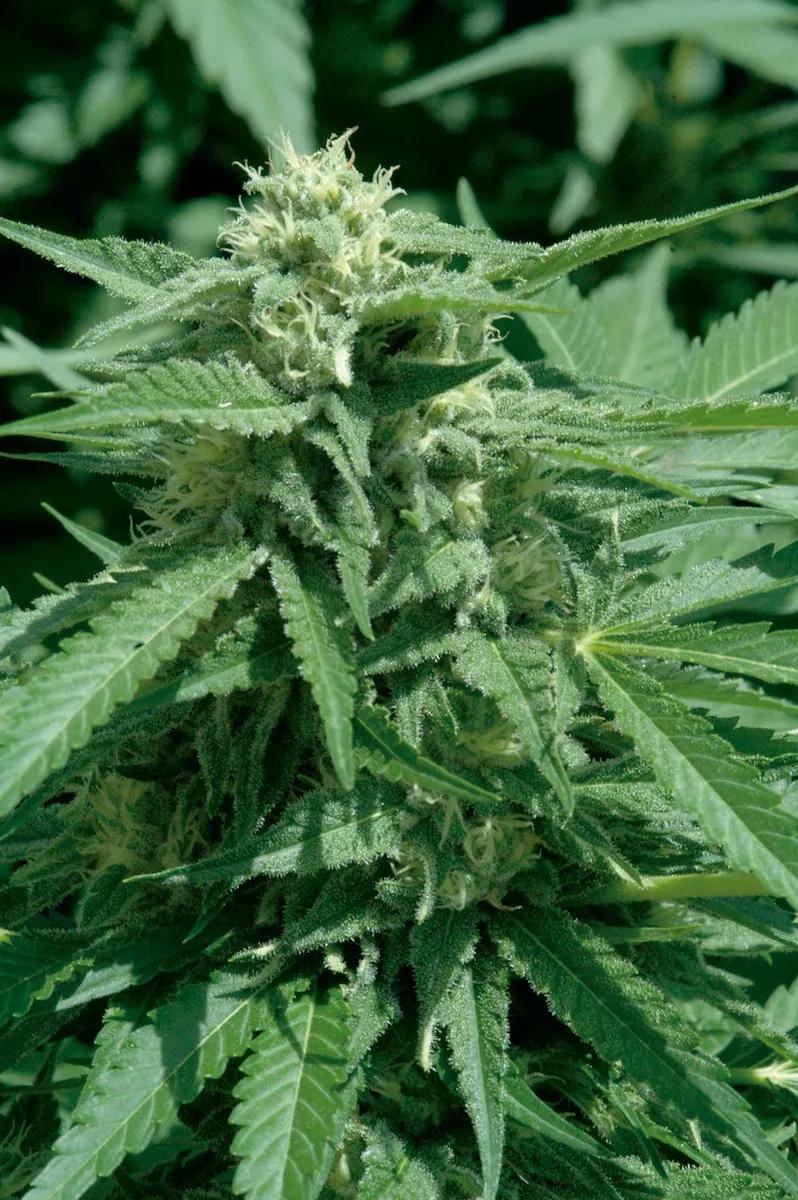 Al final de la floración, el ozono es una de las mejores opciones contra el oídio