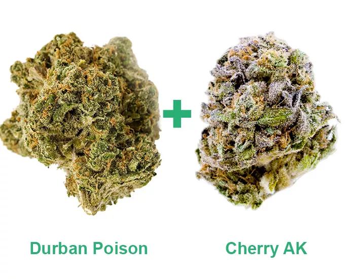 Durban Posion + Cherry AK: Como llevan pequeñas cantidades de THC sientan bien por la mañana. Que uno no acabe de vuelta antes de haber salido.