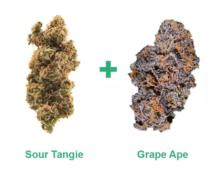 Sour Tangle + Grape Ape: Niveles altos de THC pero no lo suficientes para que se te vaya la olla a Camboya. Es como un chute de vitamina C pero sin tener que exprimir las naranjas. 