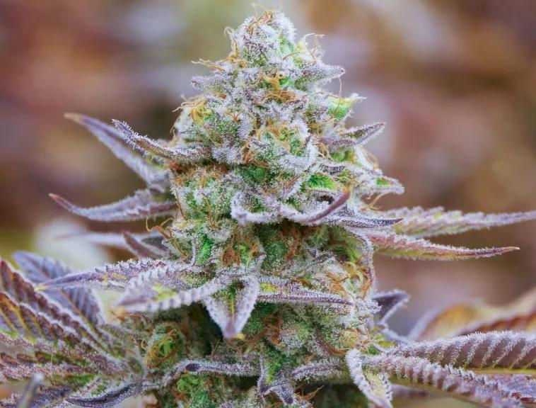 Flores: La parte que os gusta. Según sea macho o hembra la flor produce polen para fertilizar (macho) o nuevas semillas (hembra). Existen flores hermafroditas pero es poco común. 