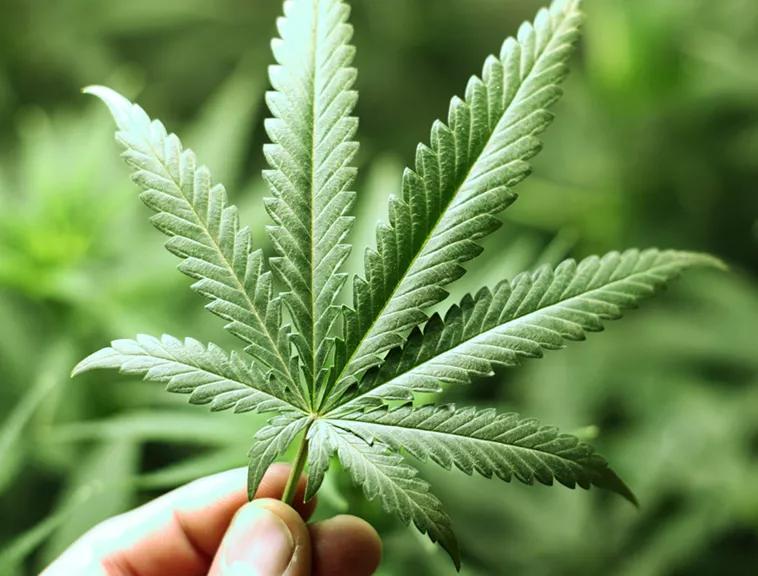 Hojas: Cuando el cotiledón recibe la luz del sol comienza a producir energía para la planta. En unos días surgen las primeras hojas. En el caso del cannabis casi enseguida ya tienen su forma de sierra tan característica. Al igual que cualquier hoja, convierte la energía solar en azúcares que permiten que esta siga creciendo.