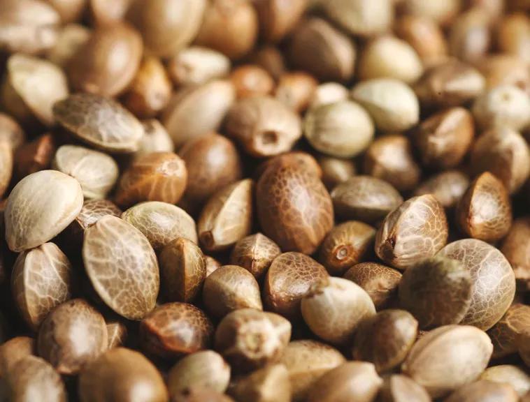 Semillas: Al igual que todas las semillas, las del cannabis se hunden en la tierra y en condiciones adecuadas emergen hacia el exterior el cotiledón mientras que las raíces se hunden en la tierra.