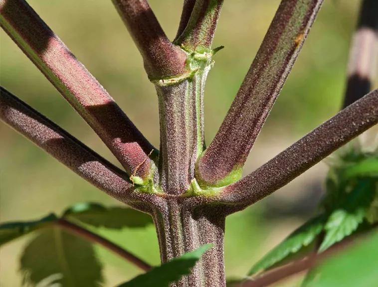 Tallos: Conforme la planta crece y las hojas producen más energía el tallo de la planta suele volverse más delgado y flexible. Permite así que salgan más hojas y que éstas busquen el sol. Alrededor del tallo surgen las ramas, estas forman el “sistema circulatorio” de la planta.
