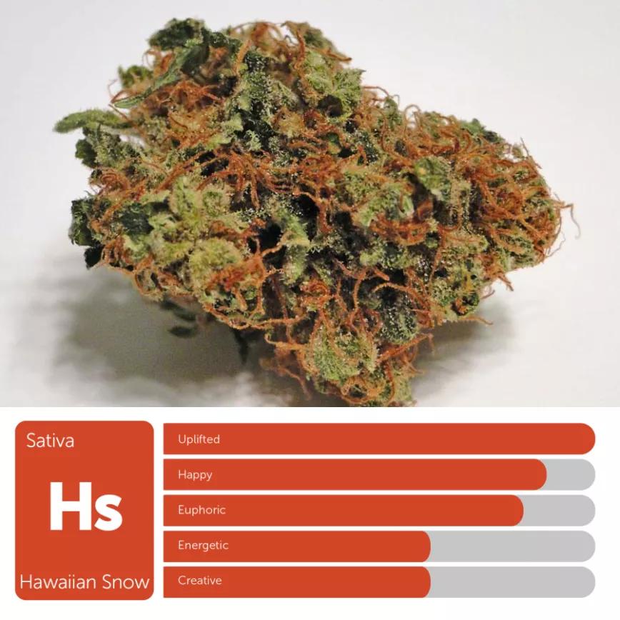 Hawaiian Snow: Sativa. Otra variedad potente del pasado que llegaba a tener hasta 23% THC. Sabor especiado con toques de limón y eucalipto. 