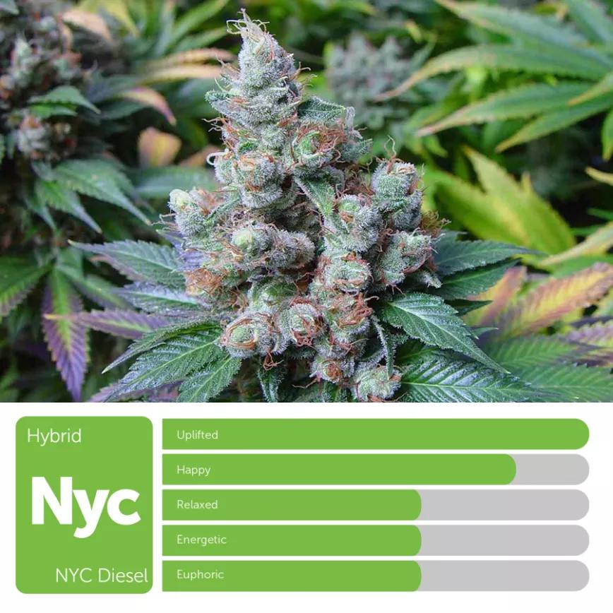 NYC Diesel: Híbrida. Se dice que es una de las descendientes directas de las variedades originales de Afganistán. 