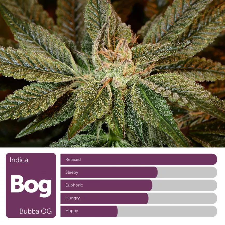 Bubba OG: Indica. Hija de Bubba Kush pre-98 y Ghost OG quedó eclipsada por OG Kush a principios del milenio. Muchos aún esperan su segunda venida.