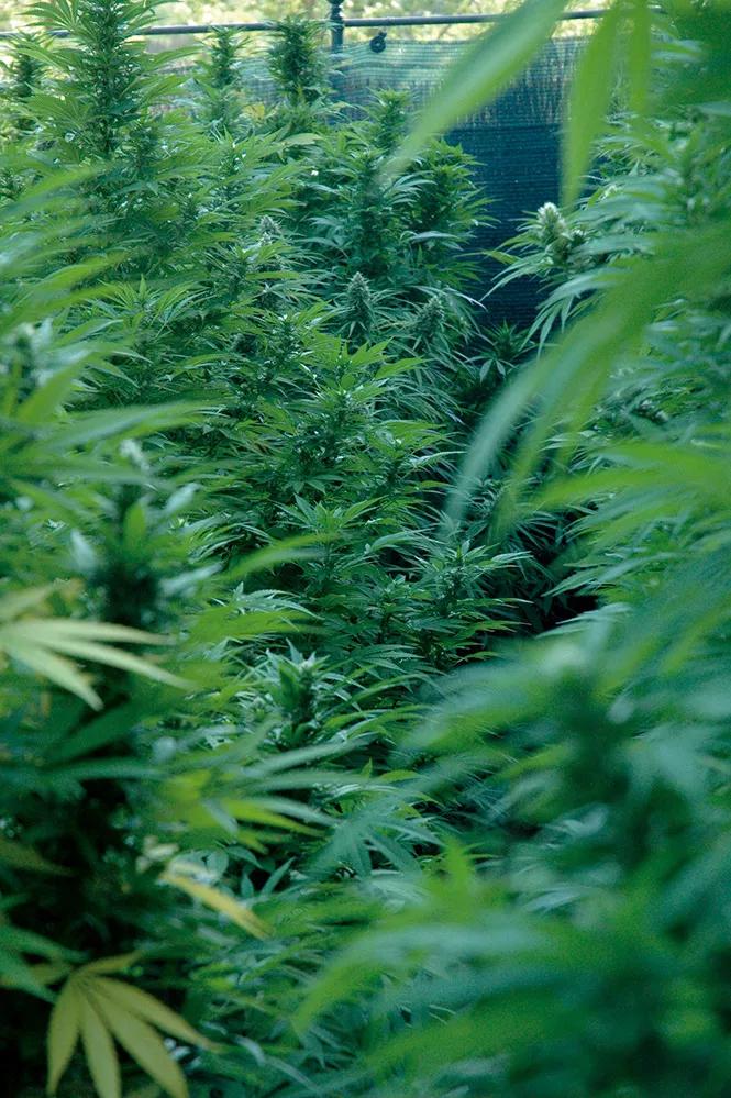 Observad, prevenid, no cometáis errores y dejad que las plantas hagan lo que mejor saben hacer: cogollos.