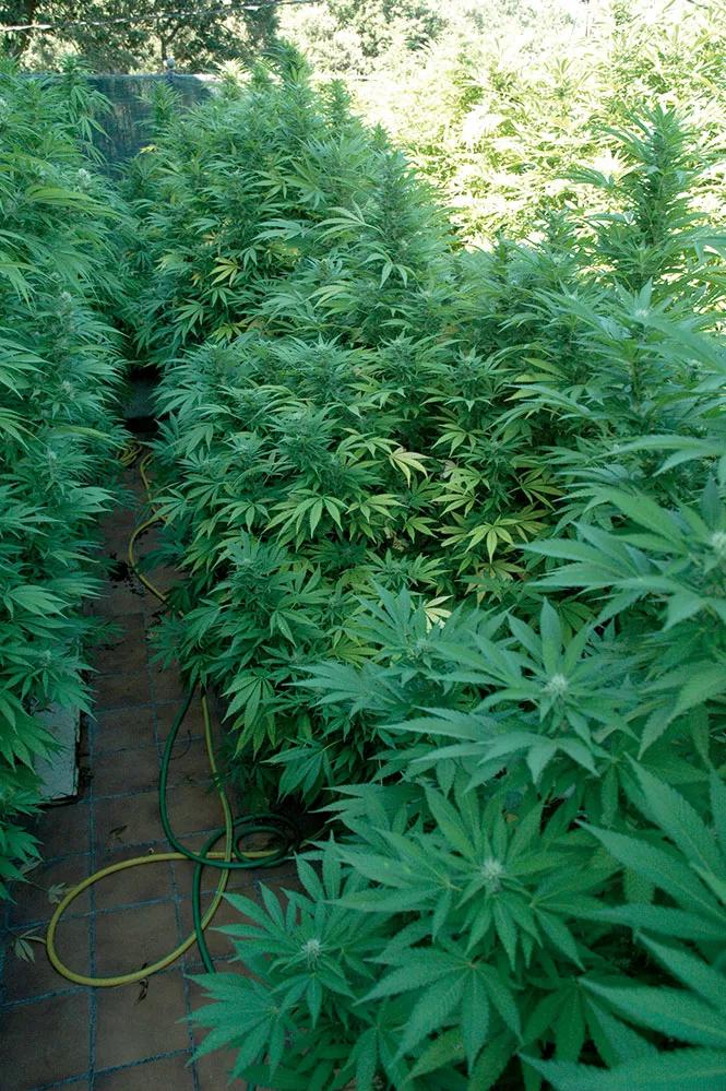 No hay que preocuparse si las hojas más viejas se van poniendo amarillas poco a poco al final de la floración; es un proceso normal sobre todo en macetas.