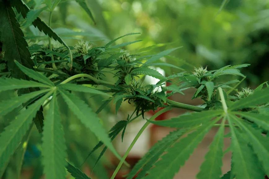 Efecto supercropping, así queda una rama después de aplicar la técnica.