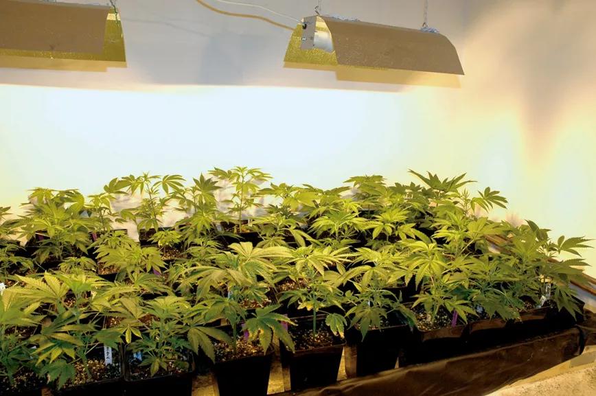 Hora de cambiar el fotoperiodo y empezar la floración en este SOG.