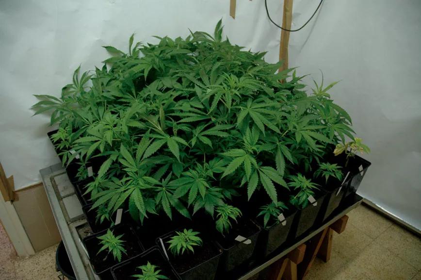 Si la variedad no es adecuada para SOG, las plantas se estiran demasiado. 