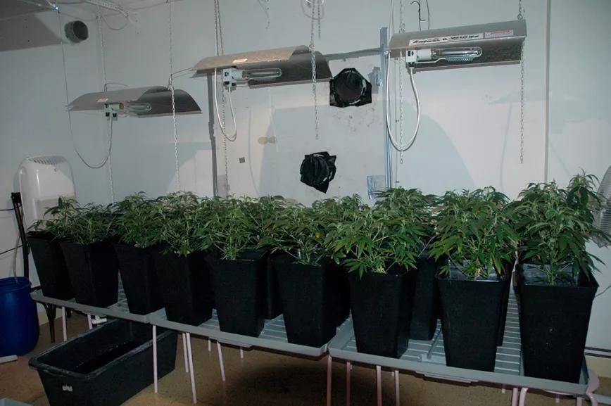 Nueve plantas por lámpara es un buen número para variedades de semilla y tamaño pequeño o mediano. 