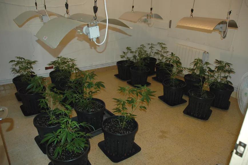 Con plantas grandes hace falta un largo crecimiento para llenar el espacio.