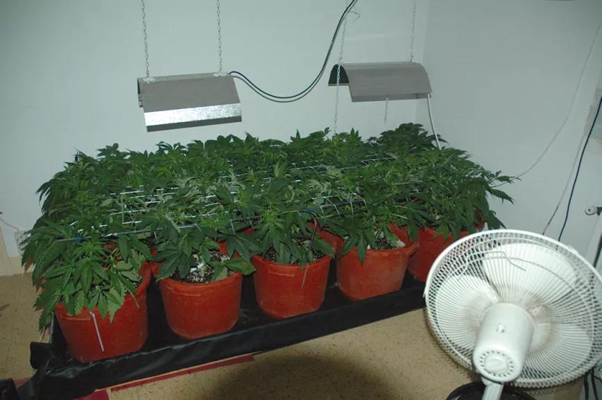 SCROG con diez plantas para dos lámparas. 