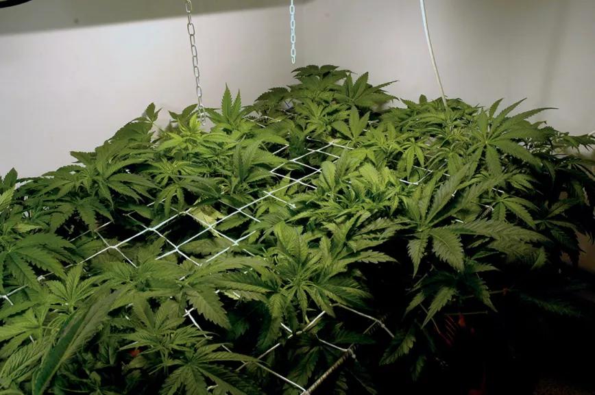 Detalle de la malla en un SCROG. 