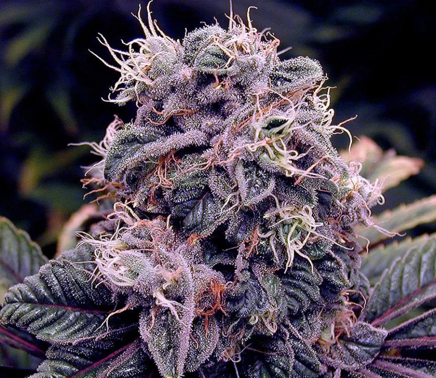 Blueberry Cheesecake