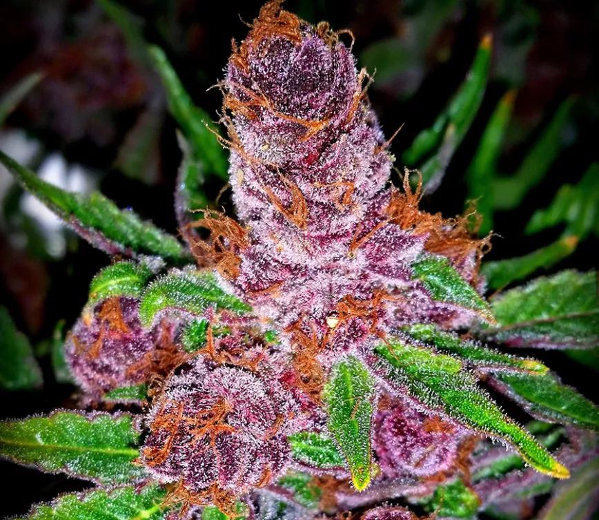 Purple Urkle